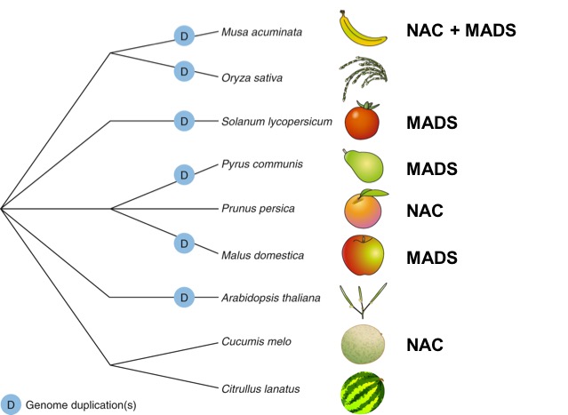 fruitENCODE